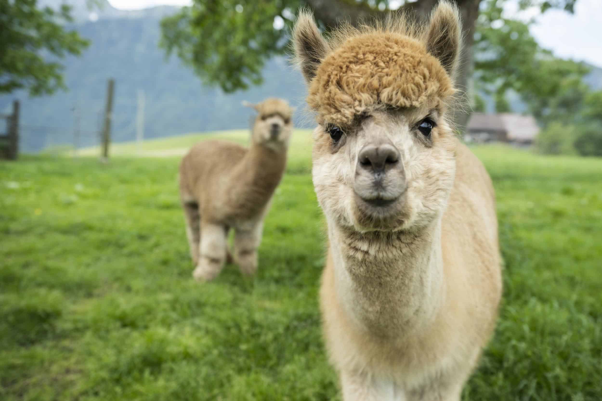 Alpakas